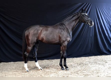Oldenburgo, Semental, 6 años, 167 cm, Negro