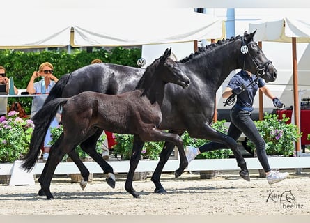 Oldenburgo, Semental, , 165 cm, Musgo