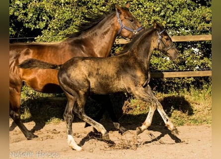 Oldenburgo, Semental, Potro (05/2025), 168 cm, Castaño