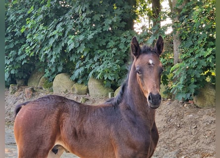 Oldenburgo, Semental, Potro (04/2023), 169 cm, Castaño oscuro