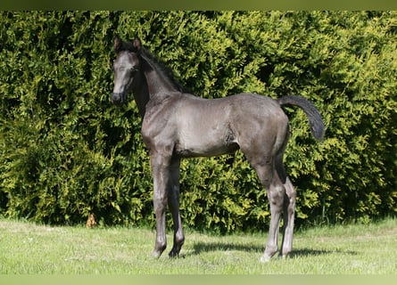 Oldenburgo, Semental, , 170 cm, Negro