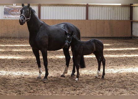 Oldenburgo, Semental, , 170 cm, Negro