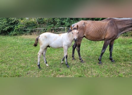 Oldenburgo, Semental, Potro (03/2026)