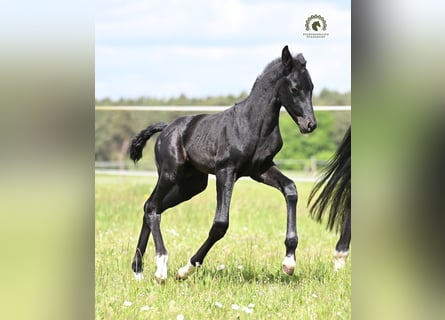 Oldenburgo, Semental, Potro (05/2026), Negro