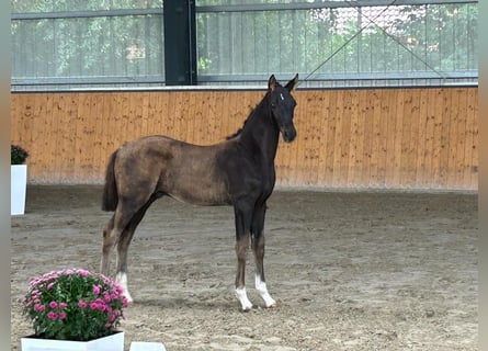 Oldenburgo, Semental, Potro (05/2023), Negro