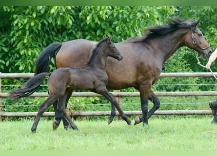 Oldenburgo, Semental, , Negro