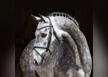 Oldenburgo, Semental, 8 años, 167 cm, Tordo