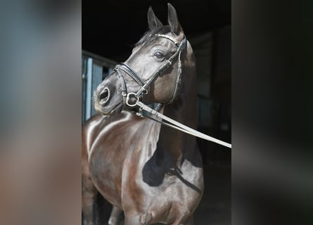 Oldenburgo, Yegua, 10 años, 165 cm, Negro