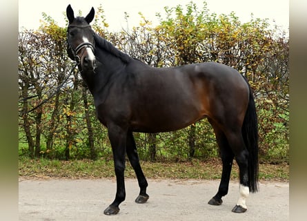 Oldenburgo, Yegua, 10 años, 168 cm, Castaño oscuro