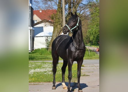 Oldenburgo, Yegua, 10 años, 170 cm, Negro