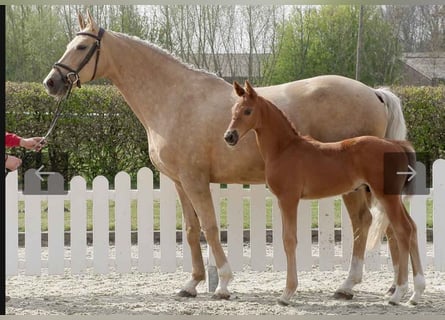 Oldenburgo, Yegua, 11 años, 172 cm, Palomino