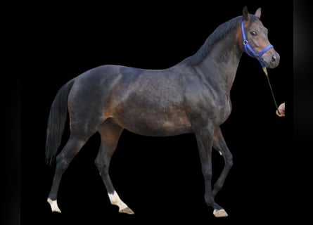Oldenburgo, Yegua, 12 años, 164 cm, Castaño oscuro