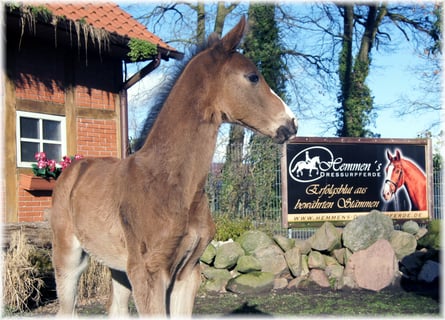 Oldenburgo, Yegua, 12 años