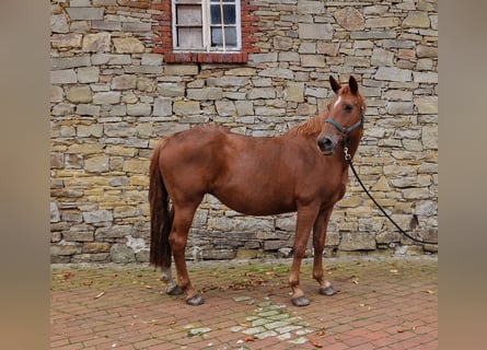 Oldenburgo, Yegua, 13 años, 168 cm, Alazán