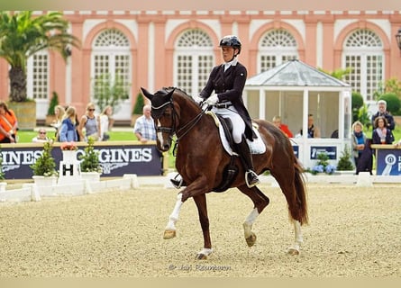 Oldenburgo, Yegua, 13 años, 168 cm, Alazán-tostado