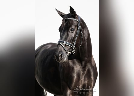 Oldenburgo, Yegua, 13 años, 168 cm, Negro