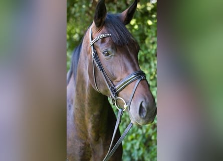 Oldenburgo, Yegua, 14 años, 173 cm, Castaño oscuro