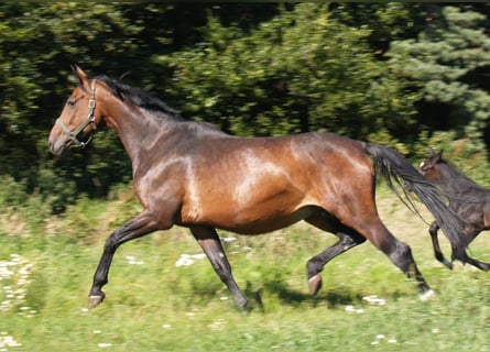 Oldenburgo, Yegua, 14 años, 173 cm, Castaño oscuro