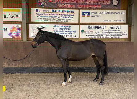 Oldenburgo, Yegua, 14 años, 180 cm, Negro