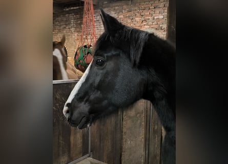 Oldenburgo, Yegua, 15 años, 164 cm, Negro