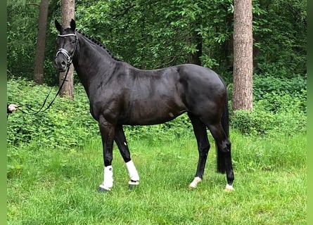 Oldenburgo, Yegua, 15 años, 166 cm, Negro