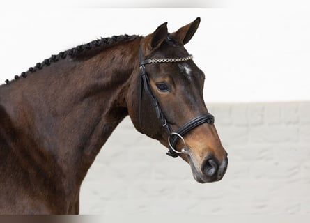 Oldenburgo, Yegua, 16 años, 163 cm, Castaño