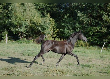 Oldenburgo, Yegua, 1 año, 155 cm, Tordo