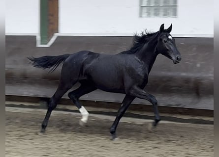 Oldenburgo, Yegua, 1 año, 166 cm, Negro