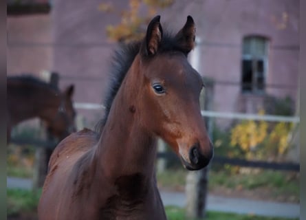 Oldenburgo, Yegua, 1 año, Castaño