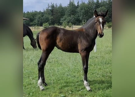 Oldenburgo, Yegua, 1 año, Castaño oscuro