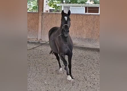 Oldenburgo, Yegua, 2 años, 163 cm, Negro