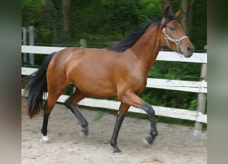 Oldenburgo, Yegua, 2 años, 168 cm, Castaño
