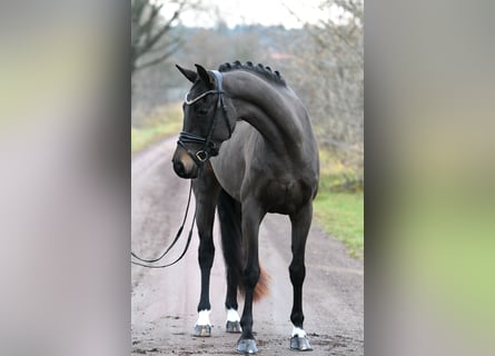 Oldenburgo, Yegua, 3 años, 156 cm, Castaño oscuro