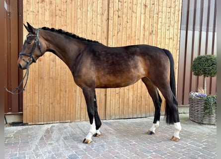 Oldenburgo, Yegua, 3 años, 160 cm