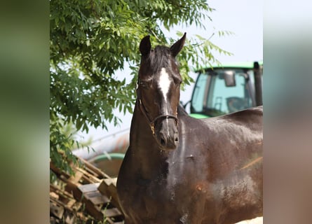 Oldenburgo, Yegua, 3 años, 160 cm, Negro