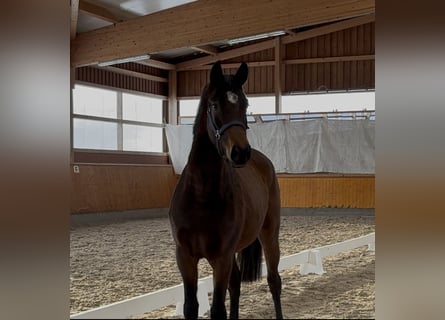 Oldenburgo, Yegua, 3 años, 161 cm, Castaño oscuro