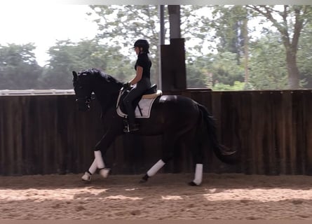 Oldenburgo, Yegua, 3 años, 161 cm, Castaño oscuro