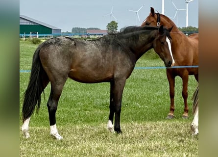 Oldenburgo, Yegua, 3 años, 163 cm, Castaño oscuro