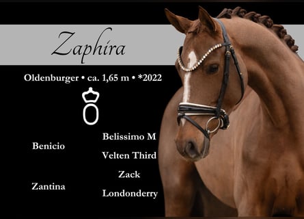 Oldenburgo, Yegua, 3 años, 164 cm, Alazán-tostado