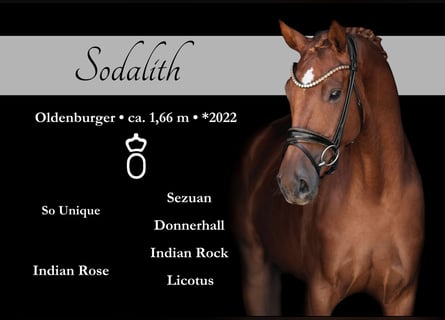 Oldenburgo, Yegua, 3 años, 165 cm, Alazán