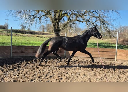 Oldenburgo, Yegua, 3 años, 165 cm, Castaño oscuro