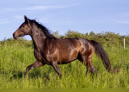 Oldenburgo, Yegua, 3 años, 166 cm, Castaño