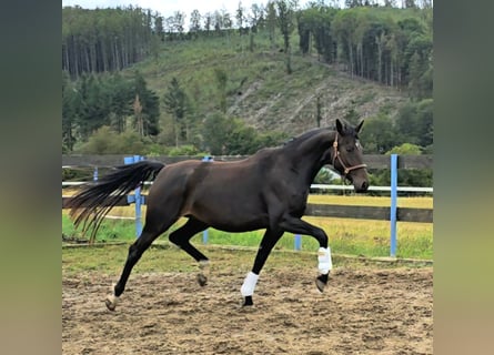 Oldenburgo, Yegua, 3 años, 166 cm, Castaño oscuro