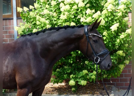 Oldenburgo, Yegua, 3 años, 167 cm, Negro