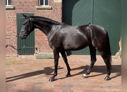 Oldenburgo, Yegua, 3 años, 167 cm, Negro