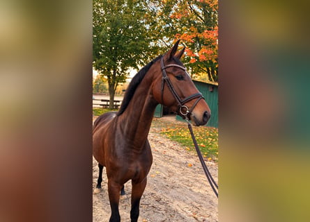 Oldenburgo, Yegua, 3 años, 168 cm, Alazán-tostado