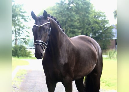 Oldenburgo, Yegua, 3 años, 170 cm, Negro