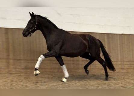 Oldenburgo, Yegua, 3 años, 170 cm, Negro