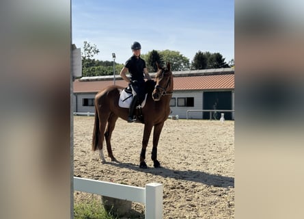 Oldenburgo, Yegua, 3 años, 172 cm, Alazán-tostado