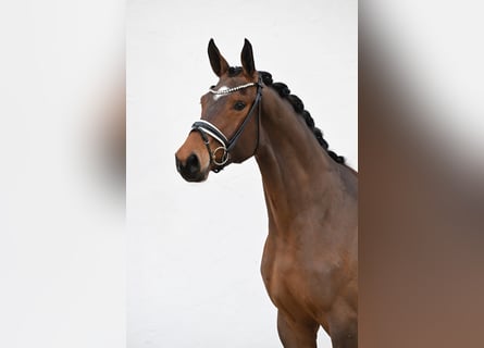 Oldenburgo, Yegua, 3 años, 173 cm, Castaño